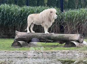 Zoo Borysew